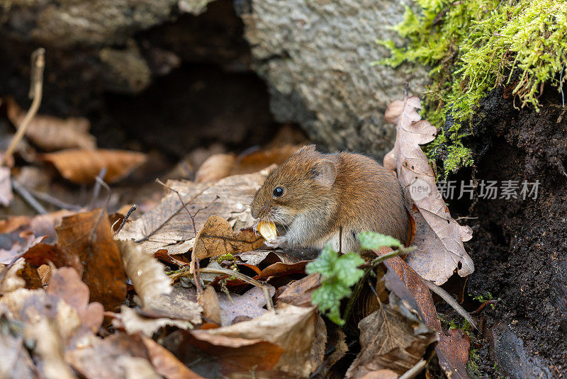 银行田鼠（Myodes glareolus）